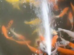 Fancy carp Stock Footage