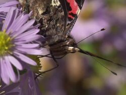 SLOW MOTION: Admiral Butterfly Stock Footage