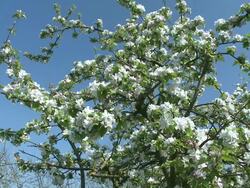MS View of blooming apple trees / Kirf, Rhineland-Palatinate, Germany Stock Footage