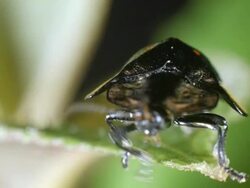 Tortoise beetle (family Chrysomelidae) on a leaf in the rainforest, Ecuador Stock Footage
