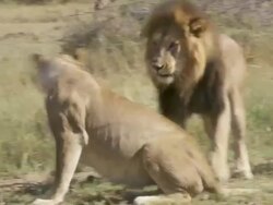 MS TS Lions walking, mating and peeing / Tanzania  Stock Footage