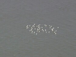 MS AERIAL Shot of Salt marshes flock swimming in ocean / Georgia, United States Stock Footage
