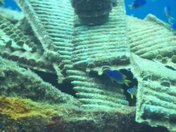 Sankisan, bow to guns, Dolly back, Sankisan, guns and bullets and coral growth, Chuuk Lagoon, South Pacific Stock Footage