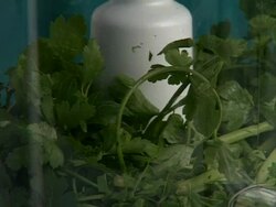 Mixing celery vegetable in blender Stock Footage
