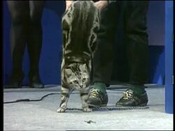 Japan - Celebration Of Cat Day News Clip