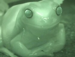 HD Frog Video Stock Footage