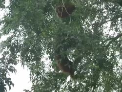 MS Orang utan moving in tree / Bukit Lawang, North Sumatra, Indonesia Stock Footage