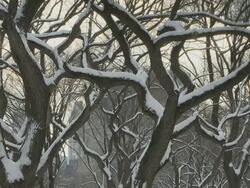 MS View of snow covered trees in Central Park during winter / New York City, New York, USA Stock Footage