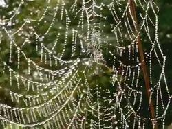 CU Spiderweb with dewdrops / Orscholz, Saarland, Germany Stock Footage