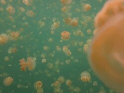Thousands of jellyfishes underwater Stock Footage