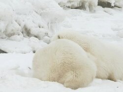 MS SLO MO Two polar bears playing and fighting / Churchill, Manitoba, Canada Stock Footage
