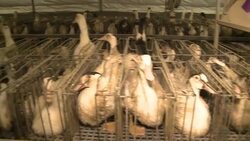 CLEAN : Outcry forces foie gras industry to News Clip