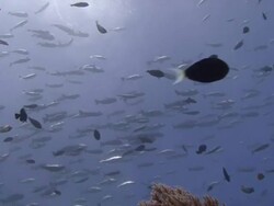 Snapper Shoal Stock Footage