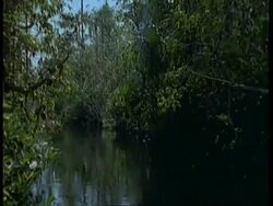 MS POV of boat moving along river with overhanging vegetation, South America Stock Footage