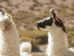 MS Shot of Llama, Lama Glama on Altiplano Puna grassland in Andes mountains / San Pedro de Atacama, Norte Grande, Chile Stock Footage