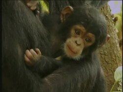 CU, Young chimpanzee (Pan troglodytes) cuddling to mother, Gombe Stream National Park, Tanzania Stock Footage