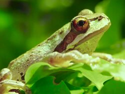 Pacific Tree Frog Stock Footage