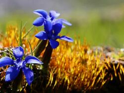 Spring Gentian, Gentiana verna flowers on moss Stock Footage