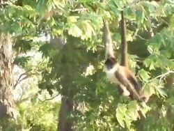 MS, PAN, Nicaragua, Managua, Spider monkey hanging on tree Stock Footage