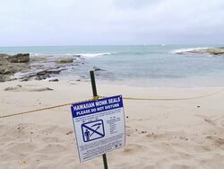 MS Shot of do not disturb monk seals on sign beach / oahu, hawaii, united states Stock Footage