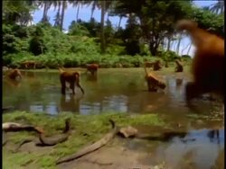 crane shot in to + above large group of monkeys walking + drinking in muddy watering hole / Cayo Santiago, Puerto Rico Stock Footage