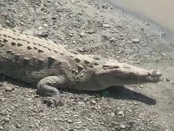 Crocodile yawn Stock Footage