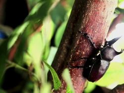 MS beetle on tree / Jeju, Jeju-do, South Korea Stock Footage
