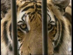 THAILAND: INTERNATIONAL CONFERENCE TO ASSESS STATUS OF TIGERS News Clip