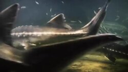 Various fish and stingrays swim near the ocean floor. Stock Footage