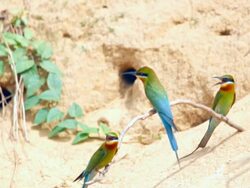 Blue-tailed bee-eater (Merops philippinus) Stock Footage