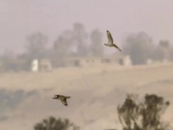 MS TS Shot of houbara bustards (Chlamydotis undulata) flying in desert / Nitzana, Negev Desert, Israel Stock Footage