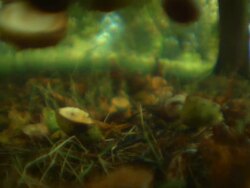 Conkers falling on ground, soft focus Stock Footage