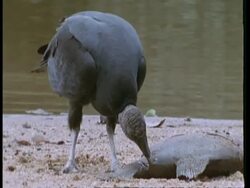 MCU Pan left, Black vulture feeding on washed up piranha, South America Stock Footage