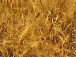 Wheat Stock Footage