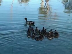 ducks Stock Footage
