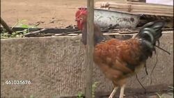 Rural village life in Sichuan Province News Clip