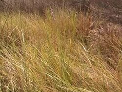 marsh grass Stock Footage