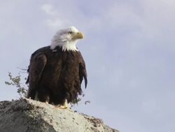 MS TS Bald Eagle taking off slowly from rock edge / Boise, Idaho, United States Stock Footage