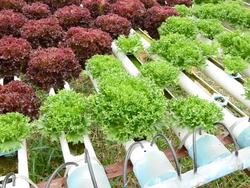 Hydroponics vegetable Stock Footage