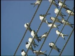 House Martins (Delichon urbicum) covering electricity cables, Cyprus (with audio) Stock Footage