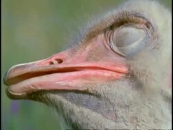 Open-mouthed, closed eyed Ostrich, (Struthio camelus), opens eyes and turns head CU, Namaqualand, South Africa Stock Footage