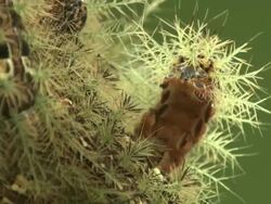 Close Up hand-held - A spiny caterpillar wiggles around. / Sao Paulo, Brazil Stock Footage