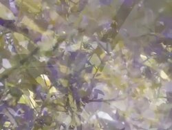 WISTERIA SINENISIS  - expanding flow to the corners. (loop) Stock Footage