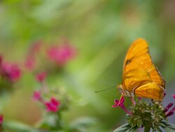 CU Shot of Julia Heliconian orange butterfly on atop pink flower with flying away / Santa Barbara, California, United States Stock Footage