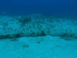 Grey reef sharks, Carcharhinus amblyrhynchos, swims, seabed, Bahamas  Stock Footage