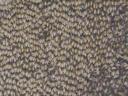 Honeybees hive Stock Footage