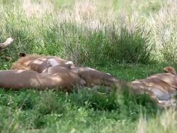 Lion Family Stock Footage