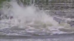 Crocodiles thrash in a swamp as they feed. Stock Footage