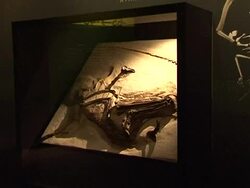 VOICED: Exhibition exploring dinosaurs and mammals opens in Paris News Clip