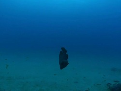 MS TS Shot of White spotted rock cod diving towards sea floor / Matola, Maputo, Mozambique Stock Footage